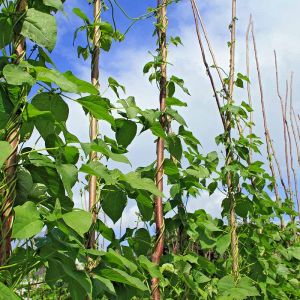 How Bamboo Stakes Enhance Plant Growth: A Natural Support Solution