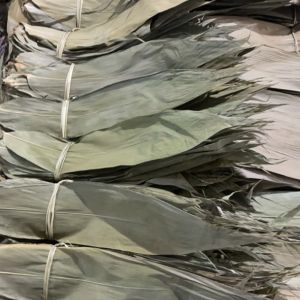 Bamboo leaves