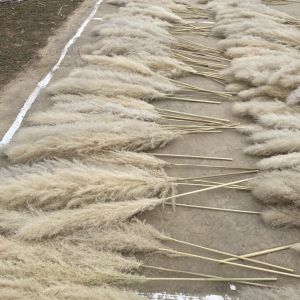 DRIED PAMPAS GRASS FLOWER FOR DECORATION